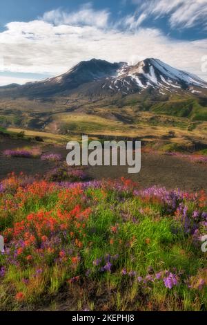 Morning gas emission out of Mt St Helens with red Indian Paintbrush and purple penstemon blooming along Johnston Ridge in Washington’s Mount St Helens Stock Photo