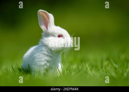 Funny little white rabbit on spring green grass. Farm concept Stock Photo