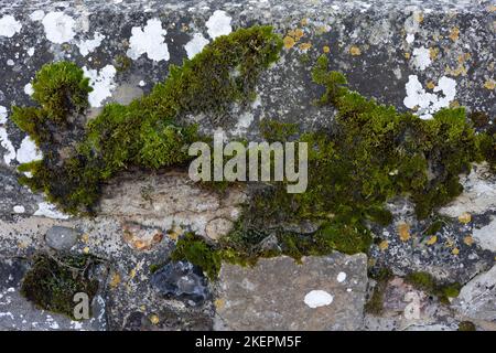 Closeup of green moss and lichen on old grey stone wall for use as background texture Stock Photo