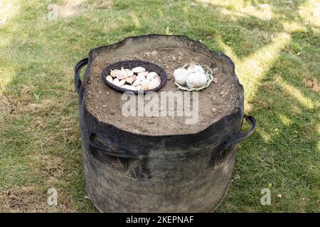 Growing garlic in a grow bag Stock Photo