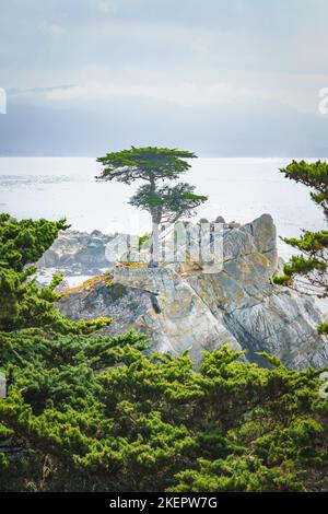 The iconic Lone Cypress tree stands majestically on a rugged granite ...
