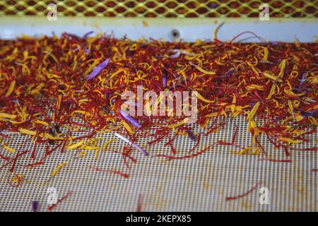 Saffron separation process, Crocus threads on separator, close up ...