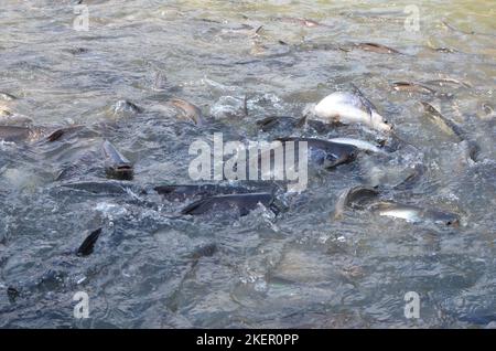 Many Fish in Chao Phraya River Bangkok Thailand Stock Photo