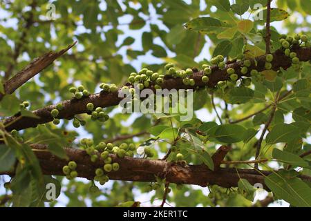 Ficus racemosa, popularly known as cluster fig tree or gular Stock Photo