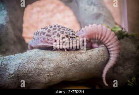 Pink Leopard gecko over branch. First domesticated species of lizard. Stock Photo