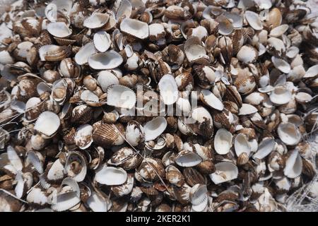 randomly arranged pebbles white stone for planting and home decoration Stock Photo