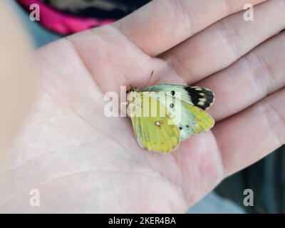Dead butterfly in mans hand in autumn season. Stock Photo