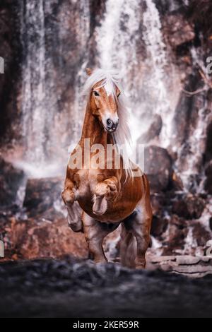 Haflinger Rearing rising Haflinger horse Stock Photo - Alamy