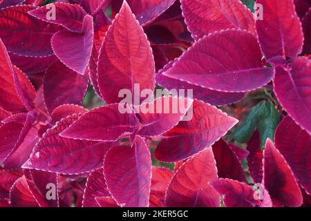 close up red miana flowers in the park Stock Photo