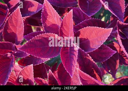 close up red miana flowers in the park Stock Photo