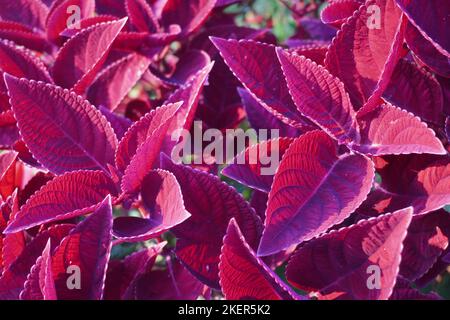 close up red miana flowers in the park Stock Photo