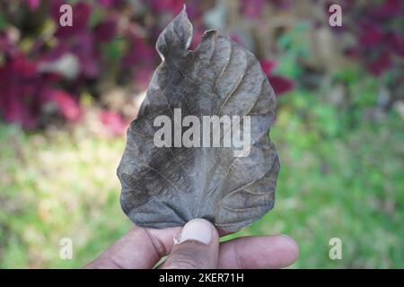 hands holding dry leaves in autumn Stock Photo