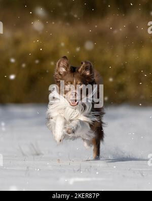 Miniature Australian Shepherd in the snow Stock Photo