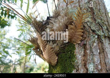 parasitic parasite that grows on large tree trunks Stock Photo