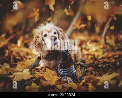 lying Cocker-Spaniel-Mongrel Stock Photo