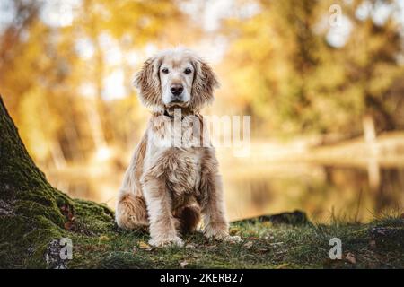 sitting Cocker-Spaniel-Mongrel Stock Photo