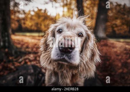Cocker-Spaniel-Mongrel portrait Stock Photo