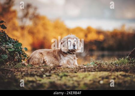 lying Cocker-Spaniel-Mongrel Stock Photo