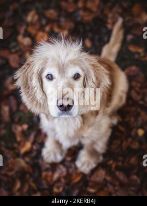 sitting Cocker-Spaniel-Mongrel Stock Photo