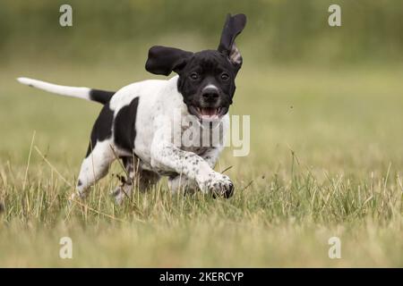 English Pointer Puppy Stock Photo