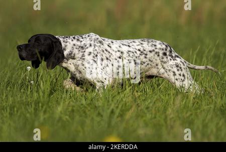 male English Pointer Stock Photo