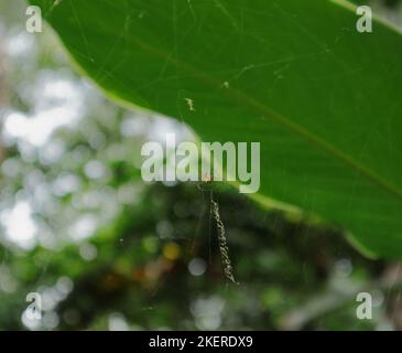 An orange color lonely golden silk orb weaver male spider sitting on spider net without his large female spider partner Stock Photo