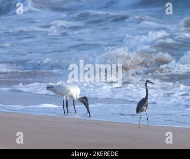 Beautiful, black, white, ibis birds on the beach. Oriental white ibis or Black headed ibis on the beach. water bird on beach. Stock Photo