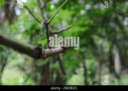 Front face view of a female oriental garden lizard which is laying on top of a small rubber stem and lean to the left side Stock Photo