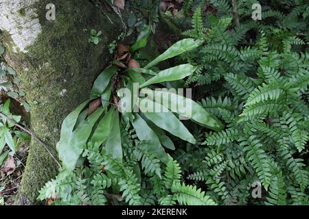High angle view of a medium size grown Bird's nest fern (Asplenium Nidus) plant and small plants growing on the surface of a Jack tree trunk. Stock Photo