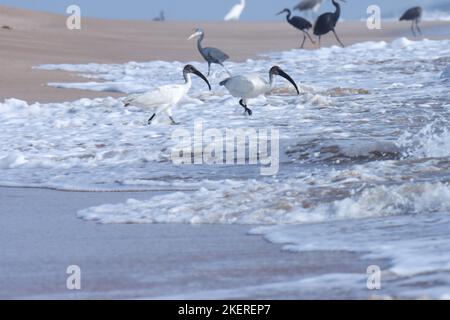 Beautiful, black, white, ibis birds on the beach. Oriental white ibis or Black headed ibis on the beach. water bird on beach. Stock Photo