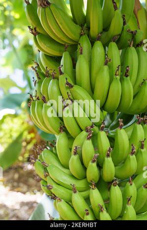 38 Banana Thailand Green Fruit Tree Tropical Nature Background Healthy  Natural Fresh Plant Ripe Organic Food Bunch Closeup Sweet Group Garden  White Leaf Diet Agriculture Raw Vitamin Plantation Yellow Health Outdoor  Freshness