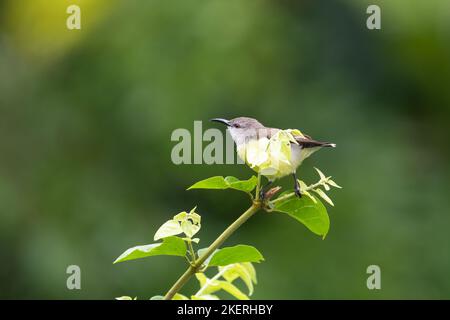 Female Purple-rumped sunbird (Leptocoma zeylonica), perched atop a plant in the garden in Mangalore, India. Stock Photo