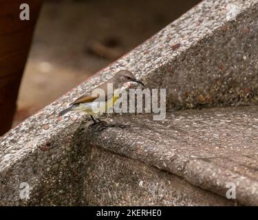 Female Purple-rumped sunbird (Leptocoma zeylonica), collecting fiber material on the ground as nest building material in Mangalore, India. Stock Photo