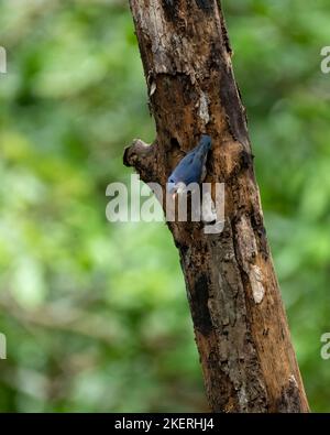 Velvet-fronted nuthatch (Sitta frontalis), perched on the tree trunk of a dead tree at the Bondla wildlife sanctuary in Goa, India. Stock Photo