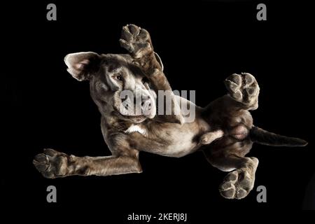 Labrador Retriever from below Stock Photo