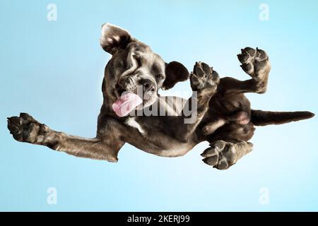 Labrador Retriever from below Stock Photo