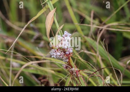 Pale flowers of a parasiti plant amarbel (latin name of genus: Cuscuta) in a meadow in Montenegro Stock Photo