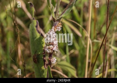 Pale flowers of a parasiti plant amarbel (latin name of genus: Cuscuta) in a meadow in Montenegro Stock Photo