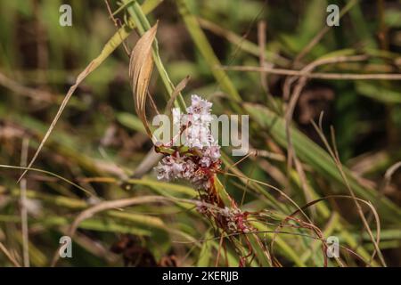 Pale flowers of a parasiti plant amarbel (latin name of genus: Cuscuta) in a meadow in Montenegro Stock Photo