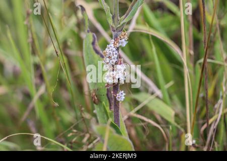 Pale flowers of a parasiti plant amarbel (latin name of genus: Cuscuta) in a meadow in Montenegro Stock Photo