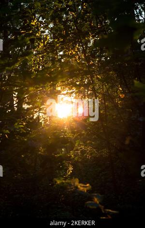 The rays of the sun penetrating through the forest thickets and foliage, vertical background Stock Photo