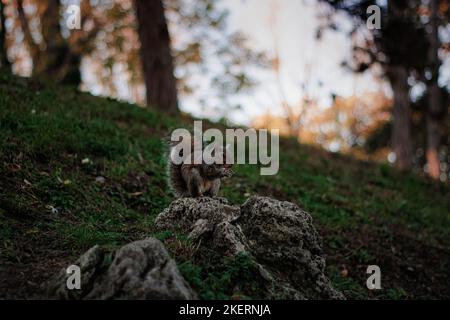 An adorable squirrel sitting on the rock, clinging to a nut with a cautious look Stock Photo