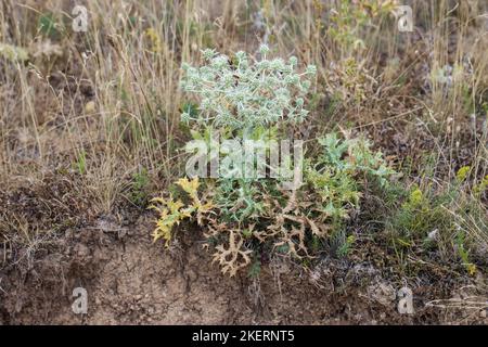 Field eryngo (latin name Eryngium campestre) in field in northern Montengro Stock Photo