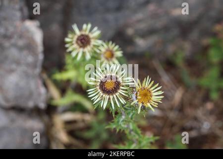 Flowers of the carline thistle (latina name: Carlina vulgaris) in northern Montenegro Stock Photo