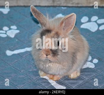 Juvenile Mini Lion Lop Rabbit Buck (16 weeks) Stock Photo