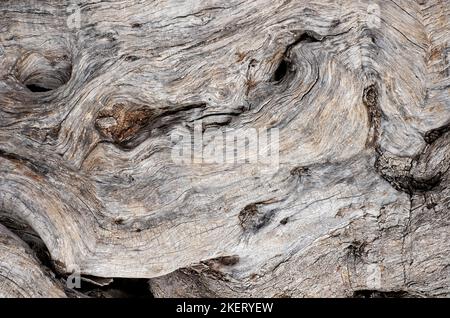 close up of bark on old olive tree trunk, puglia, italy Stock Photo