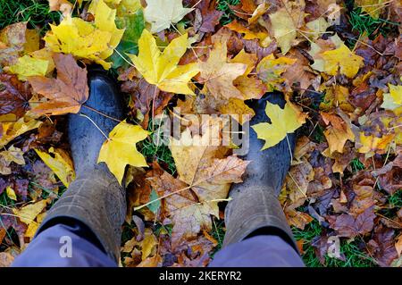 rubber boots and autumn leaves, norfolk, england Stock Photo