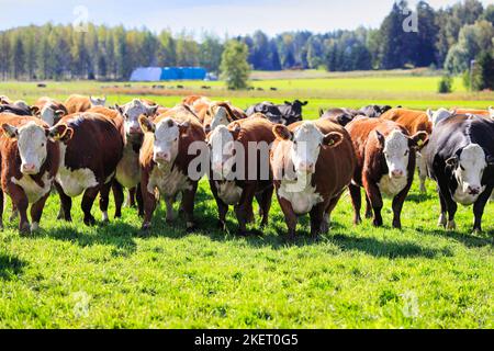 Herd of Hereford cattle grazing in grassy field on a beautiful day. The cows are curious and moving towards camera. Stock Photo