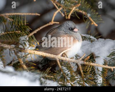 A cute Pink-sided race of the Dark-eyed Junco perches securely amidst the branches of a spruce tree during a Colorado winter storm. Stock Photo