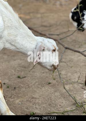 Cute baby goat sitting on a green meadow Stock Photo